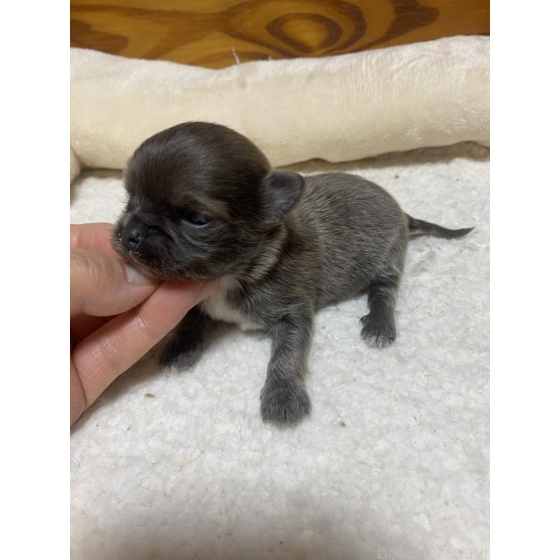 販売中の北海道のチワワ(ロングコート)-453099の4枚目