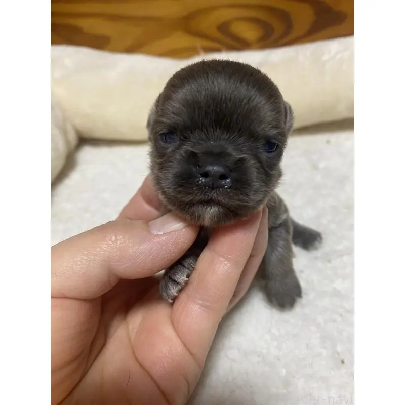 販売中の北海道のチワワ(ロングコート)-453099の2枚目