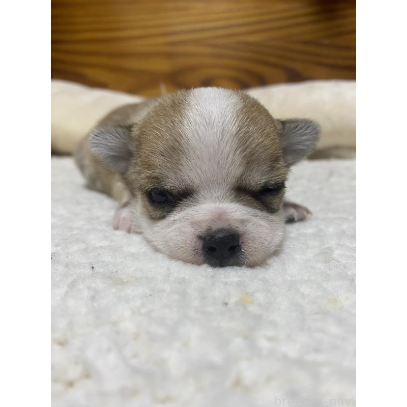 販売中の北海道のチワワ(ロングコート)-453101の7枚目