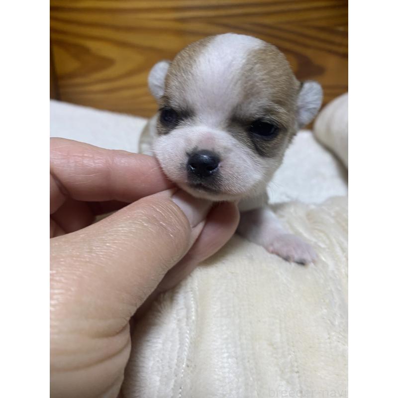 販売中の北海道のチワワ(ロングコート)-453101の4枚目