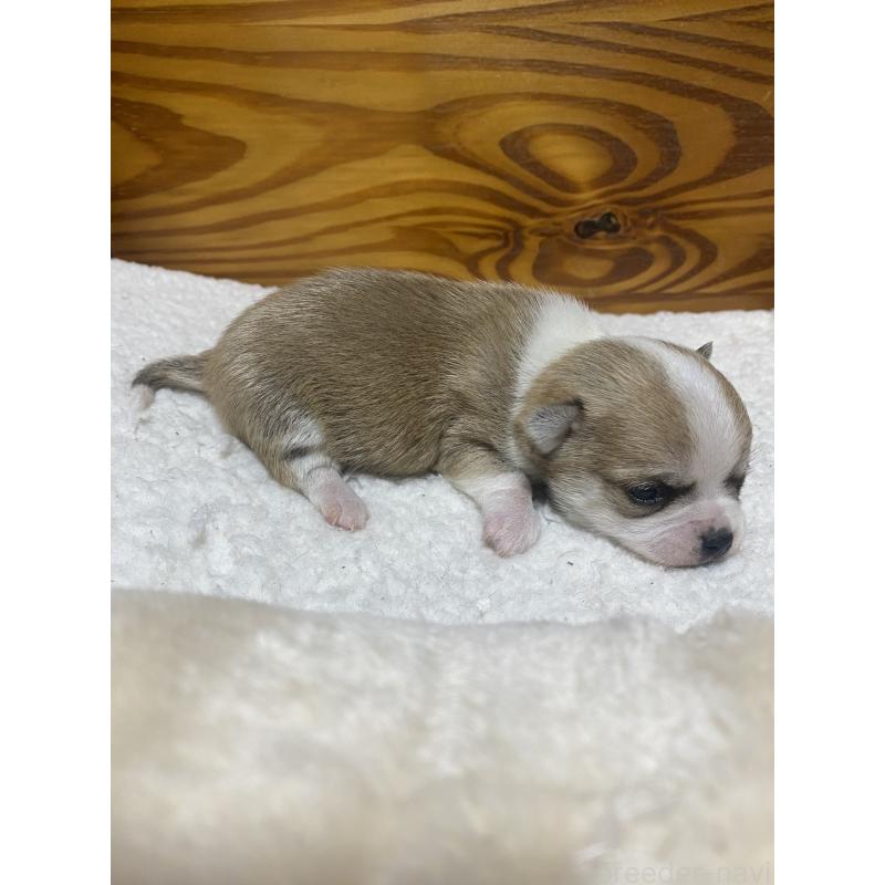 販売中の北海道のチワワ(ロングコート)-453101の3枚目