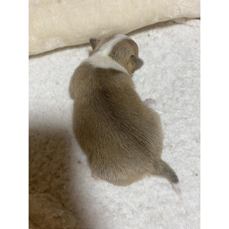 販売中の北海道のチワワ(ロングコート)-453101の2枚目