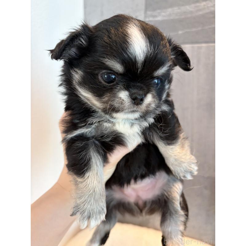 販売中の大阪府のチワワ(ロングコート)-453104の7枚目