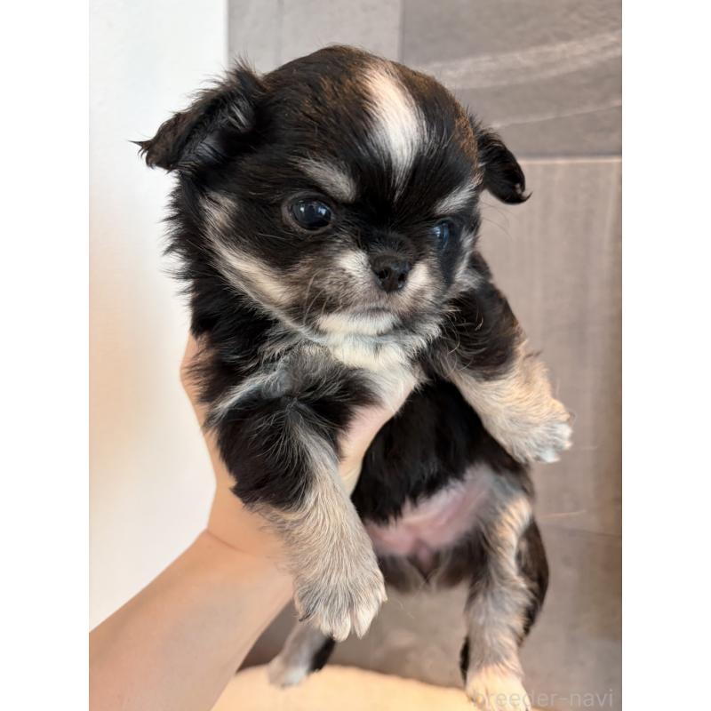 販売中の大阪府のチワワ(ロングコート)-453104の4枚目