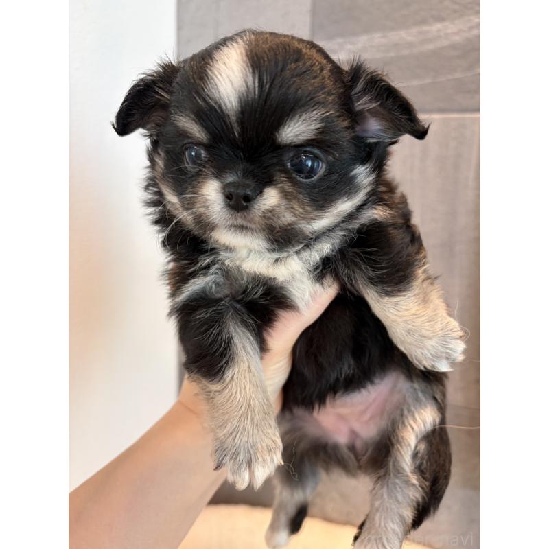 販売中の大阪府のチワワ(ロングコート)-453104の3枚目