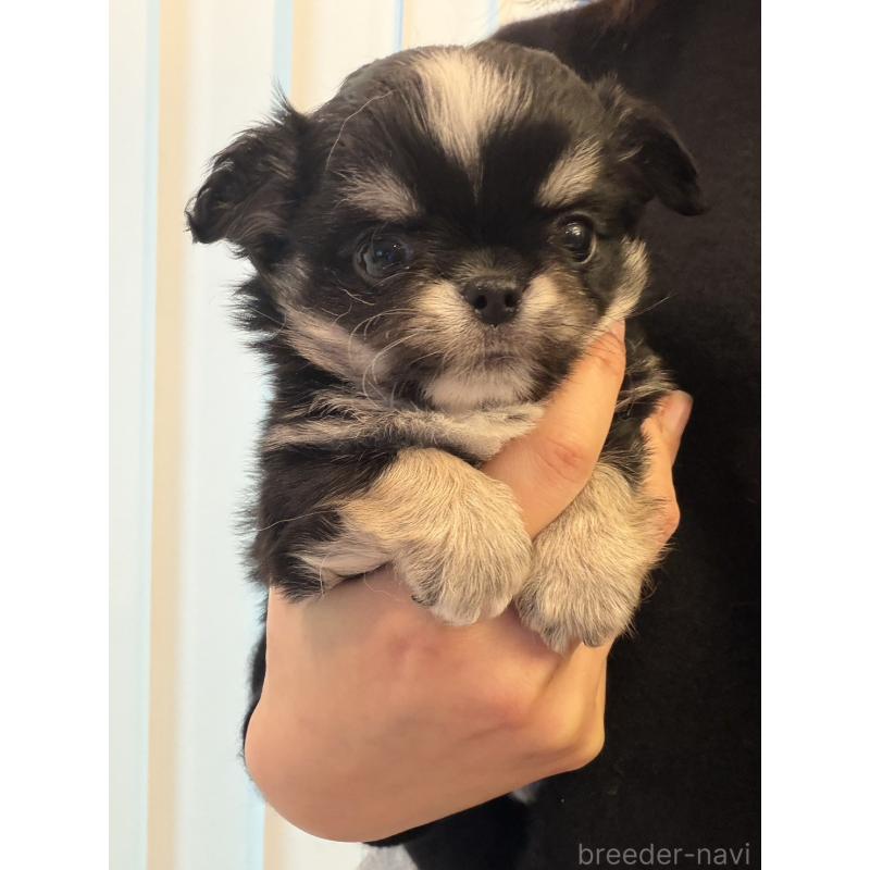 販売中の大阪府のチワワ(ロングコート)-453104の2枚目