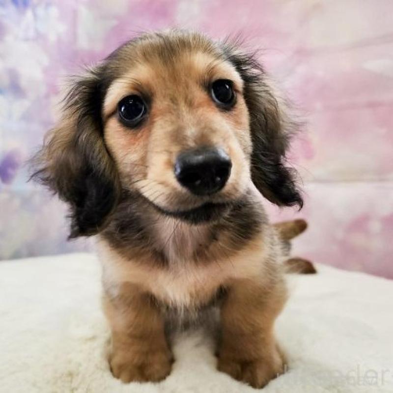 成約済の大阪府のミニチュアダックスフンド(ロングヘアード)-445625の4枚目