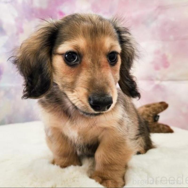 成約済の大阪府のミニチュアダックスフンド(ロングヘアード)-445625の3枚目