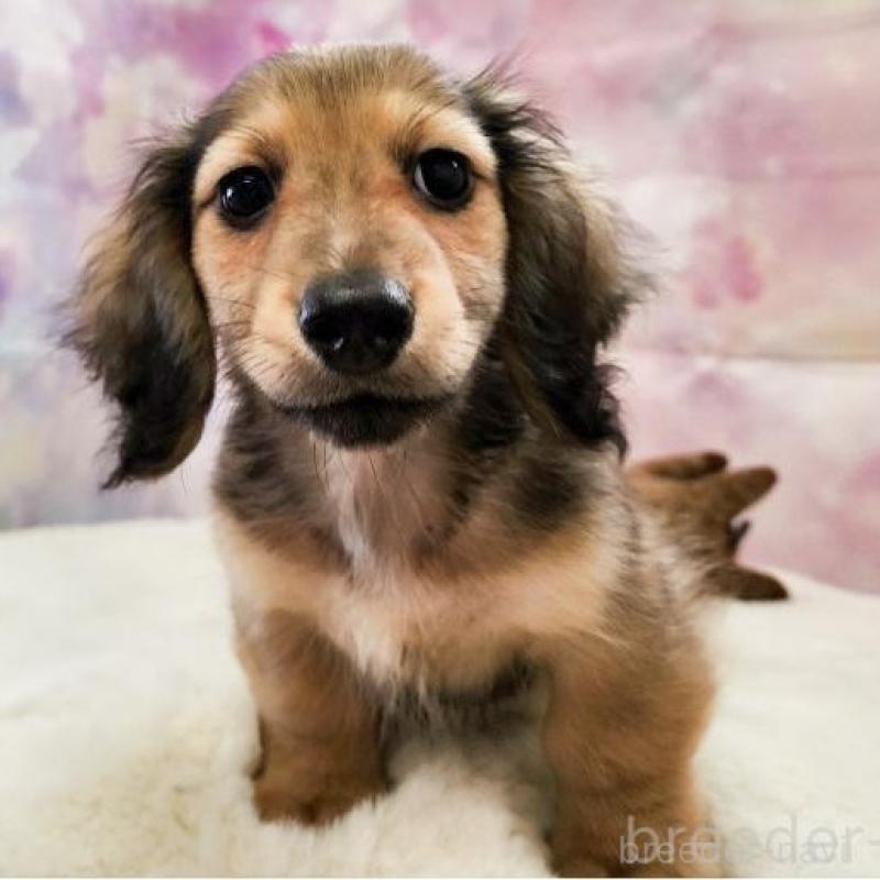 成約済の大阪府のミニチュアダックスフンド(ロングヘアード)-445625の2枚目