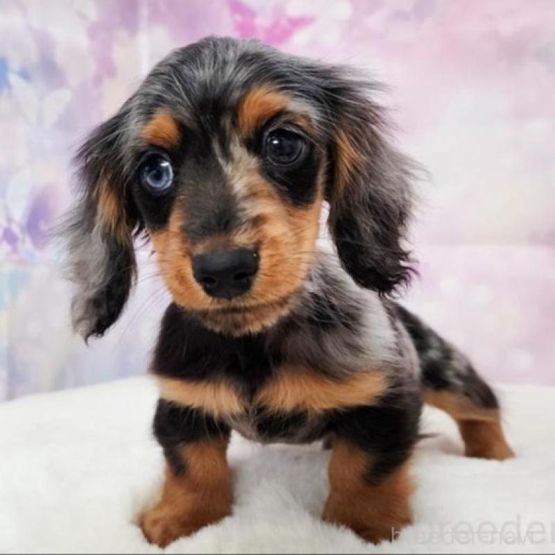 販売中の大阪府のカニンヘンダックスフンド(ロングヘアード)-449883