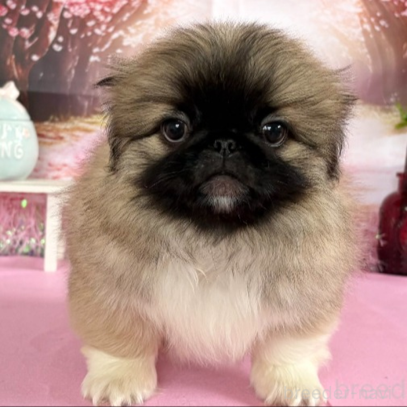 販売中の秋田県のペキニーズ-440941