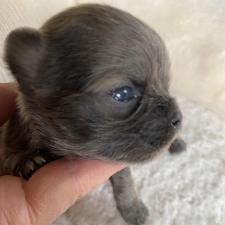 ♀︎チワワ(ロングコート)