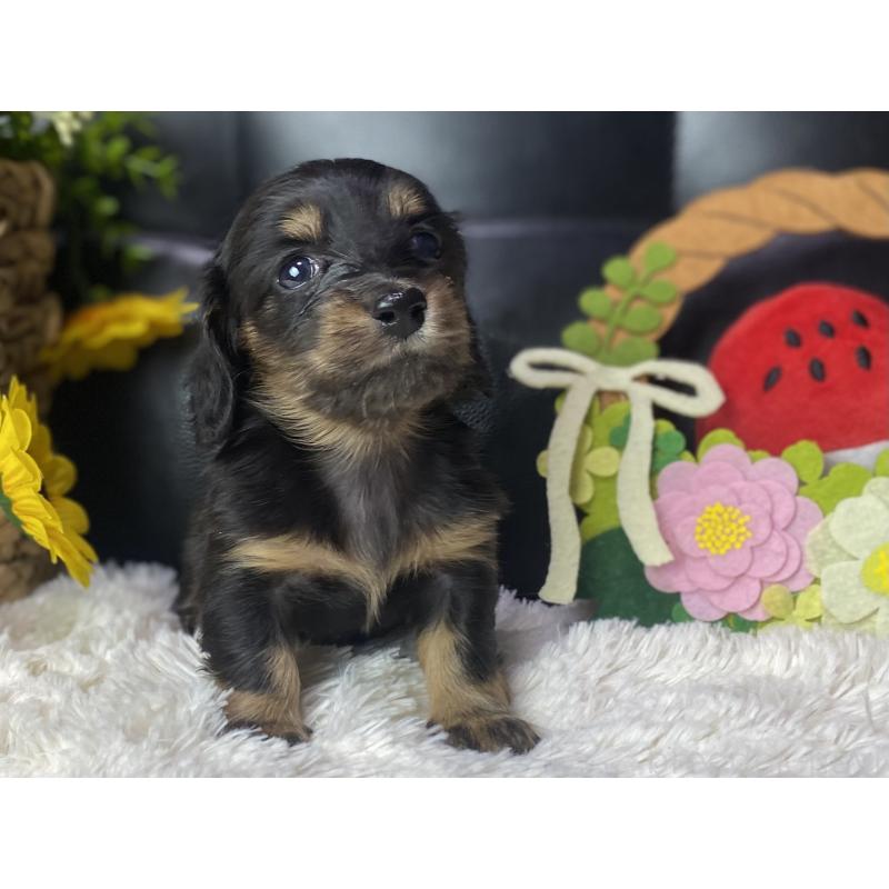 販売中の岐阜県のミニチュアダックスフンド(ロングヘアード)-450278の3枚目