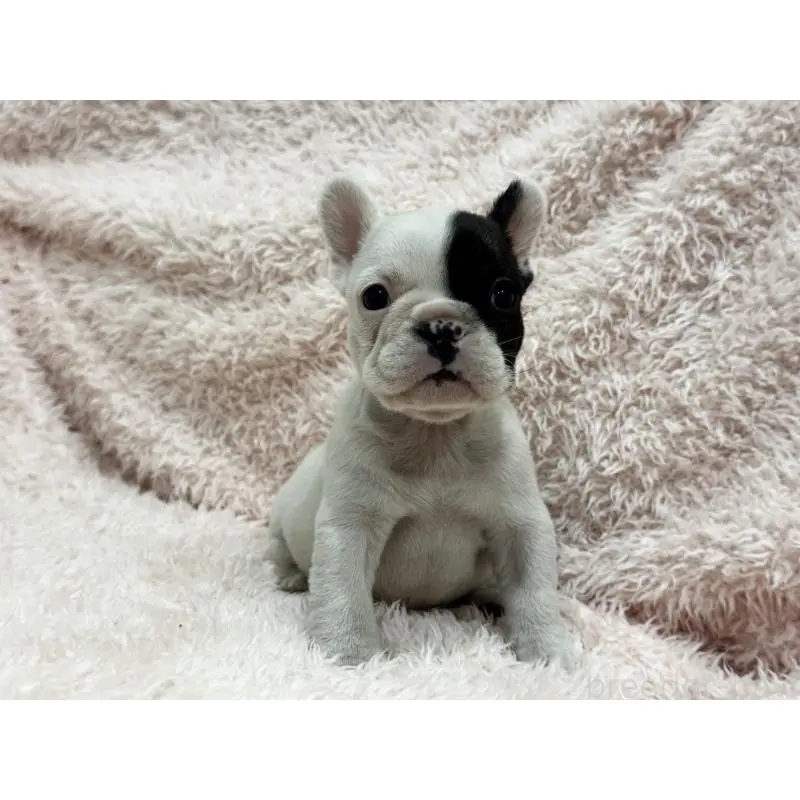 成約済の三重県のフレンチブルドッグ-453326の8枚目