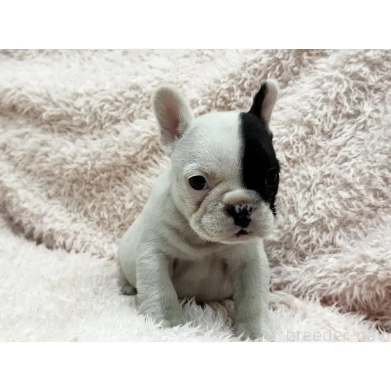 成約済の三重県のフレンチブルドッグ-453326の7枚目