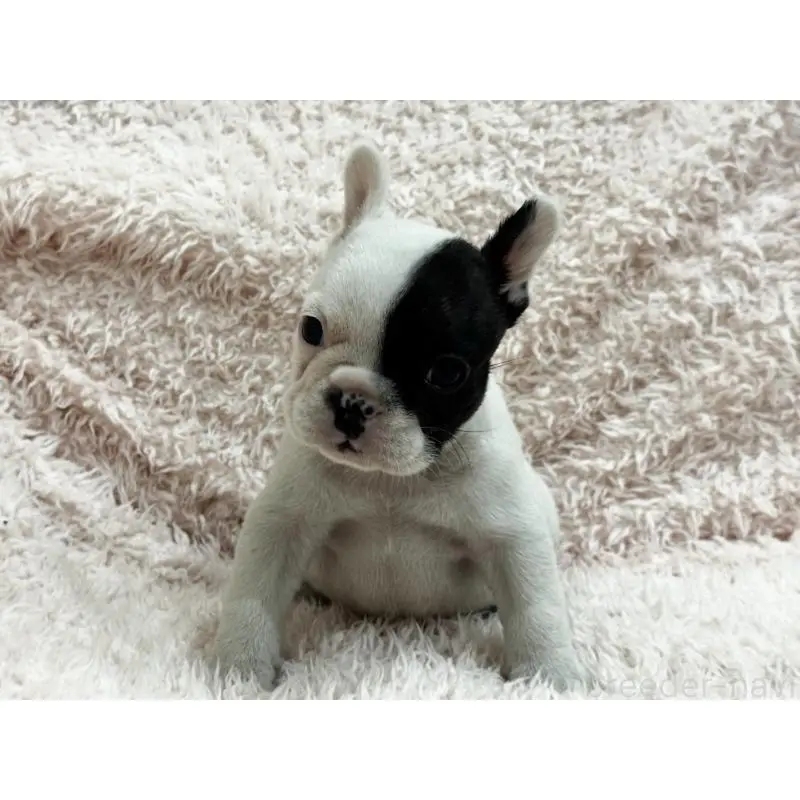 成約済の三重県のフレンチブルドッグ-453326の6枚目