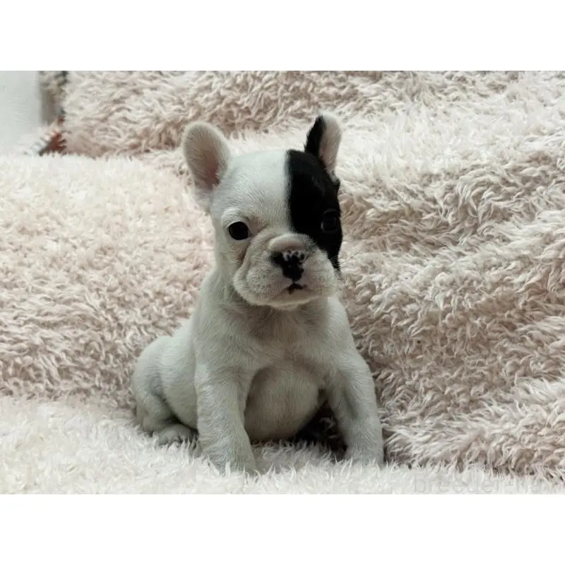 成約済の三重県のフレンチブルドッグ-453326の5枚目