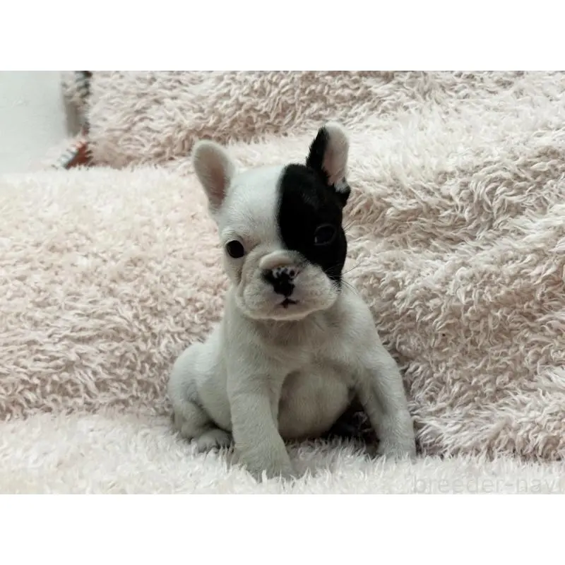 成約済の三重県のフレンチブルドッグ-453326の4枚目