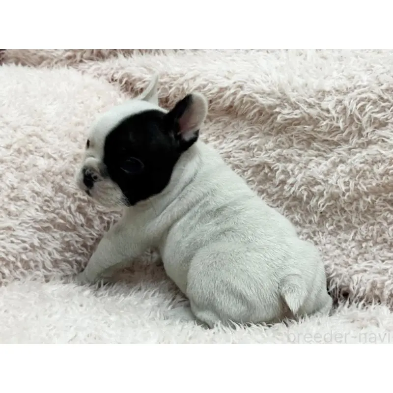 成約済の三重県のフレンチブルドッグ-453326の3枚目