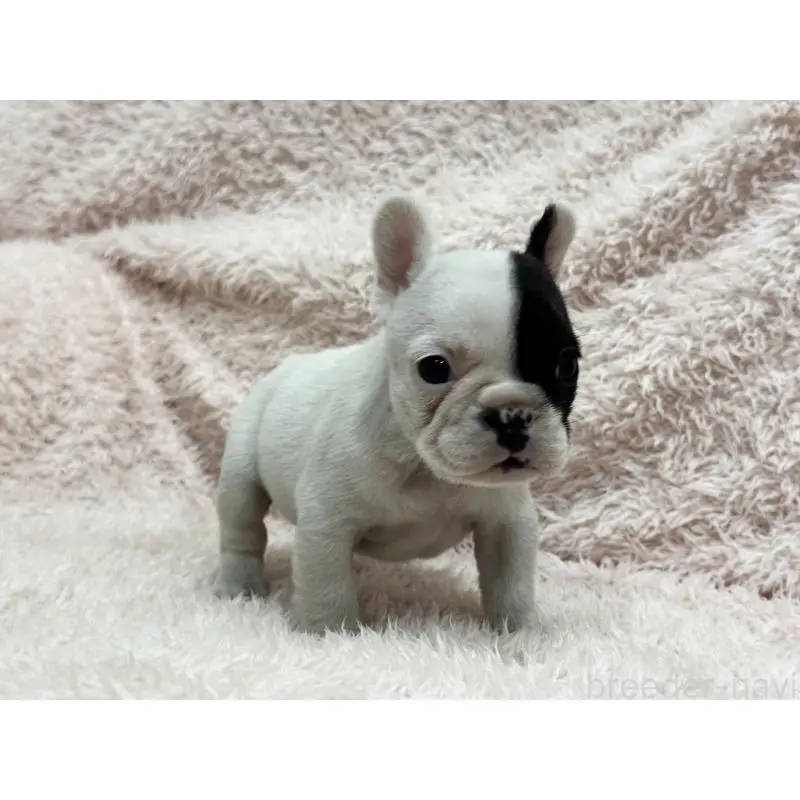 成約済の三重県のフレンチブルドッグ-453326の2枚目