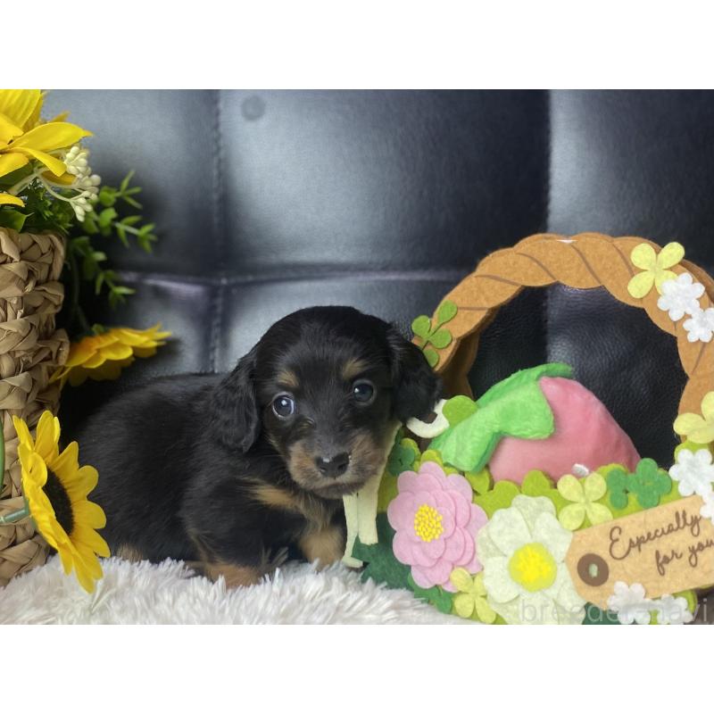 販売中の岐阜県のミニチュアダックスフンド(ロングヘアード)-450267の5枚目