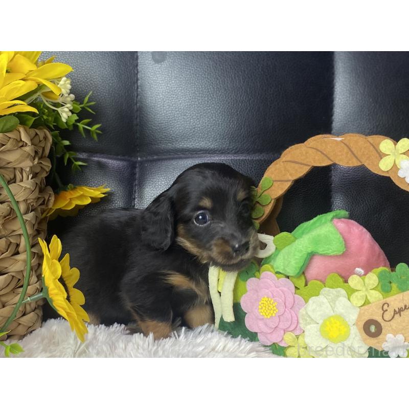 販売中の岐阜県のミニチュアダックスフンド(ロングヘアード)-450267の4枚目