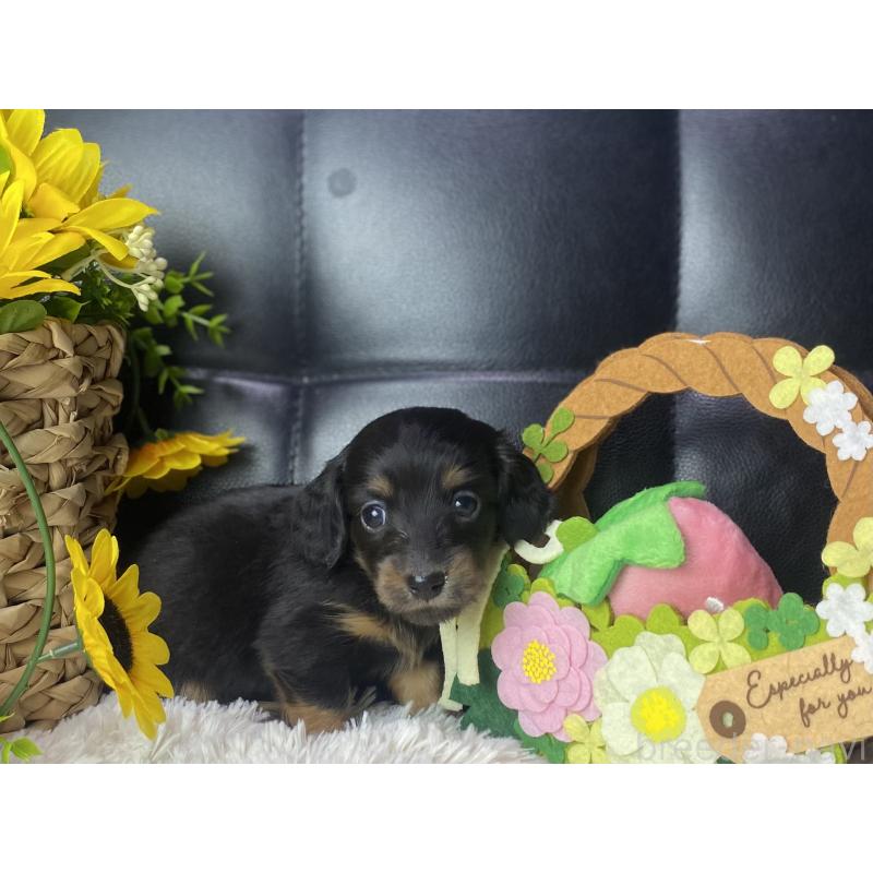 販売中の岐阜県のミニチュアダックスフンド(ロングヘアード)-450267の3枚目