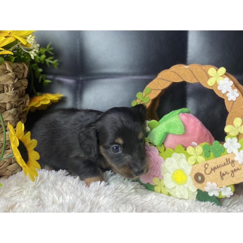 販売中の岐阜県のミニチュアダックスフンド(ロングヘアード)-450267の2枚目