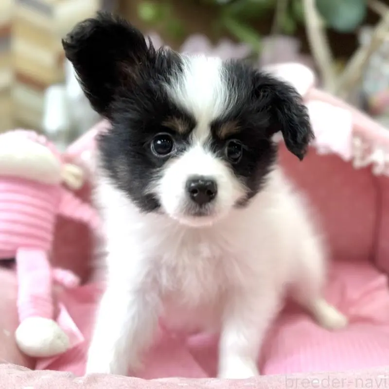 販売中の大阪府のパピヨン-453352の9枚目