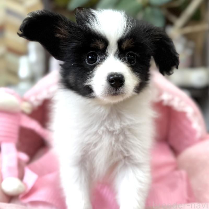 販売中の大阪府のパピヨン-453352の8枚目