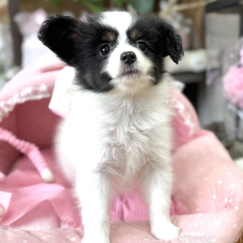 販売中の大阪府のパピヨン-453352の7枚目