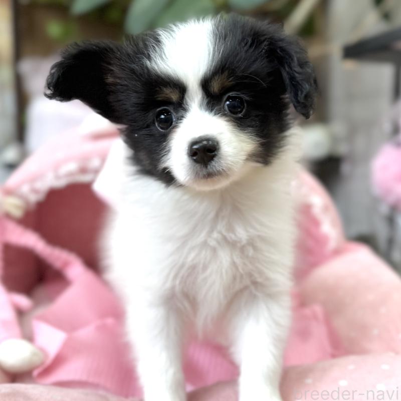 販売中の大阪府のパピヨン-453352の6枚目