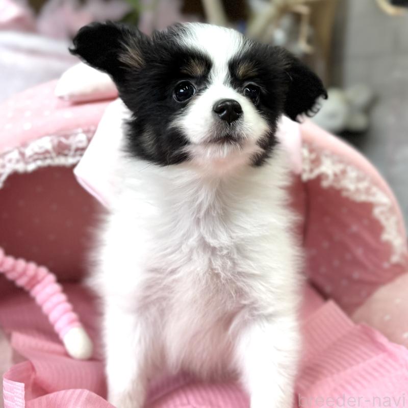 販売中の大阪府のパピヨン-453352の5枚目