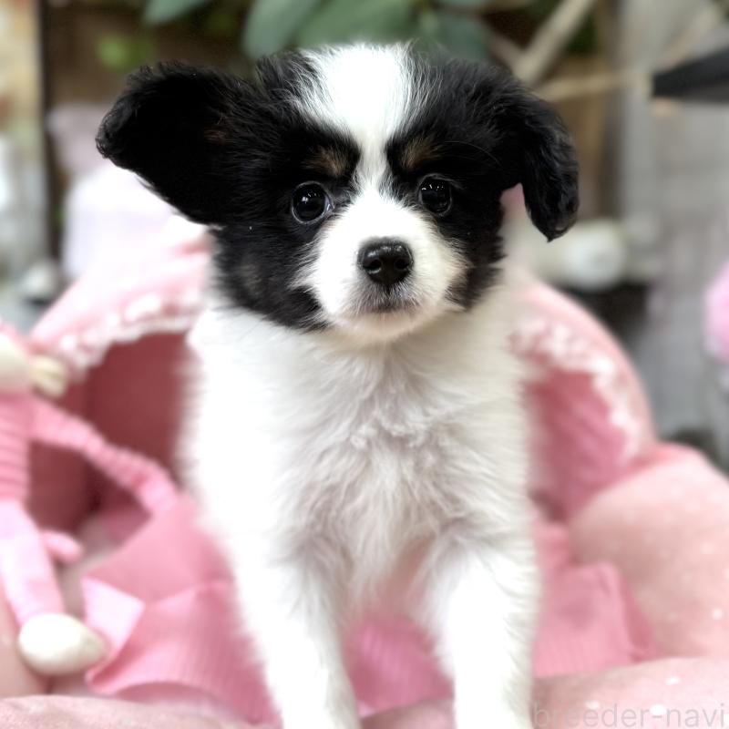 販売中の大阪府のパピヨン-453352の4枚目