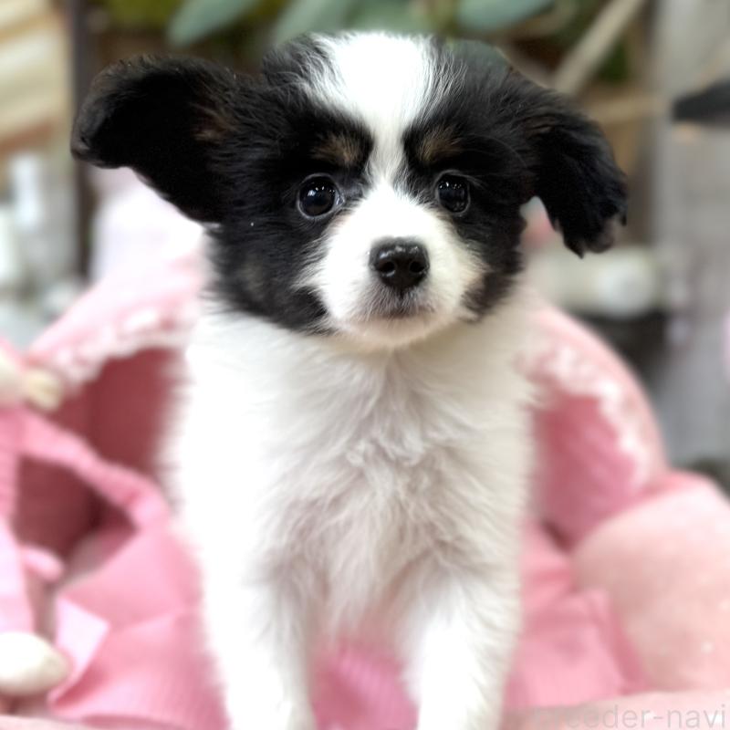 販売中の大阪府のパピヨン-453352の3枚目