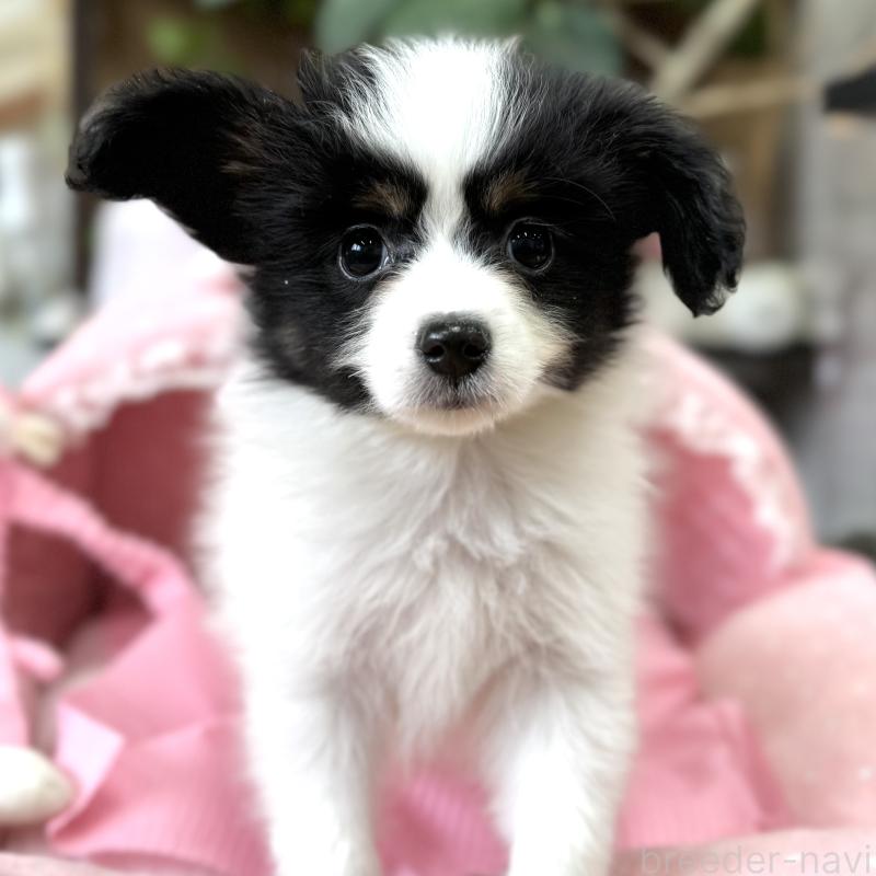 販売中の大阪府のパピヨン-453352の2枚目