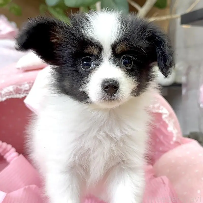 販売中の大阪府のパピヨン-453352