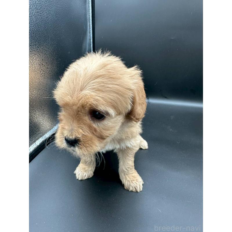 販売中の群馬県のゴールデンドゥードル:ゴールデンレトリーバー×プードル-453353の3枚目