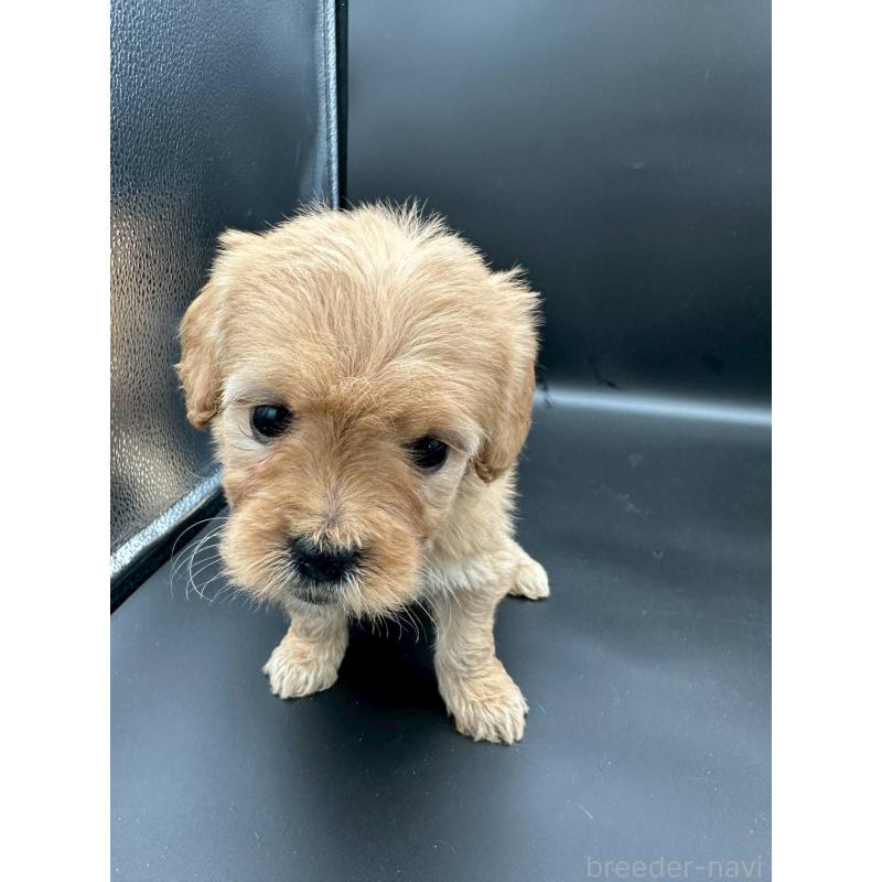 販売中の群馬県のゴールデンドゥードル:ゴールデンレトリーバー×プードル-453353の2枚目