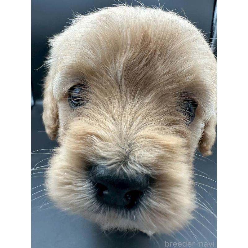 販売中の群馬県のゴールデンドゥードル:ゴールデンレトリーバー×プードル-453354の5枚目