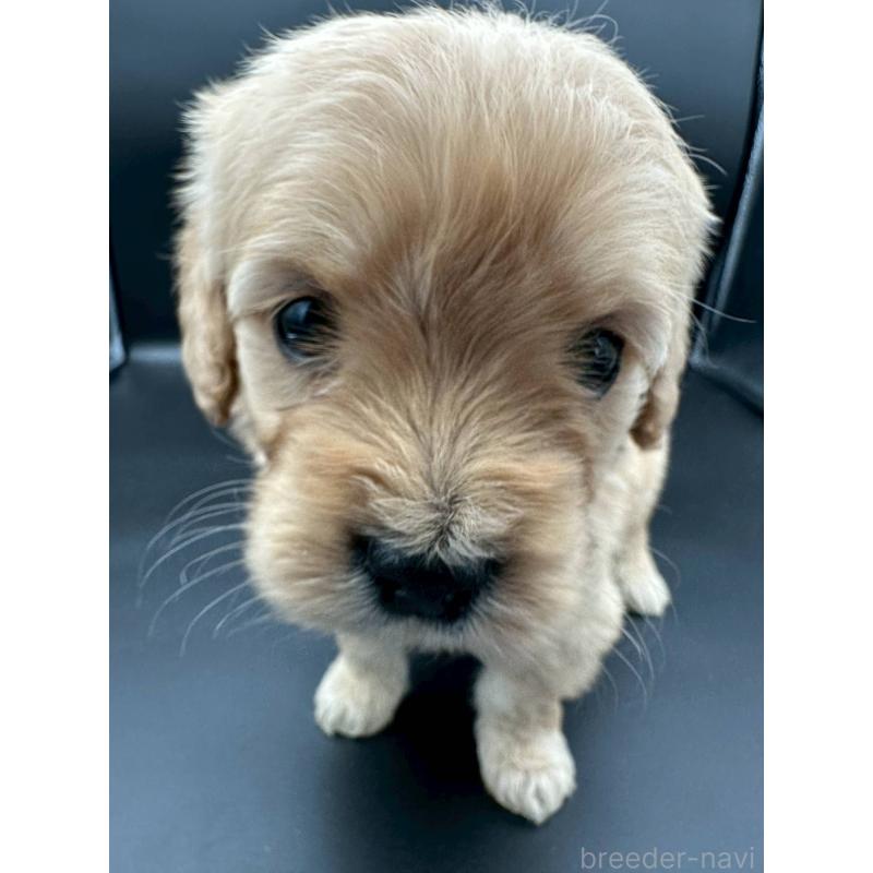 販売中の群馬県のゴールデンドゥードル:ゴールデンレトリーバー×プードル-453354の4枚目