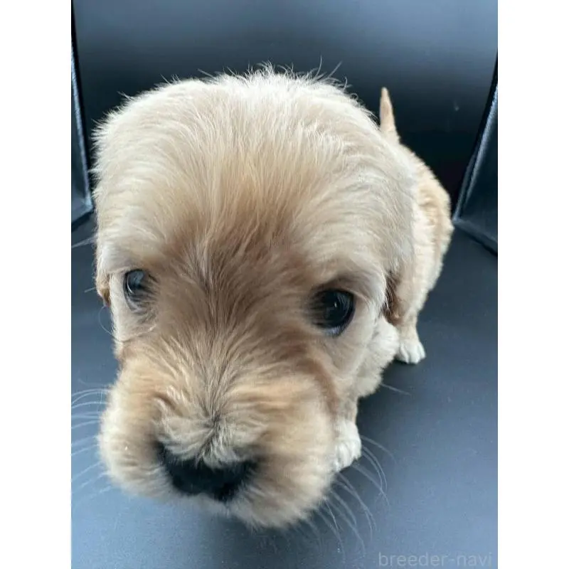 販売中の群馬県のゴールデンドゥードル:ゴールデンレトリーバー×プードル-453354の2枚目