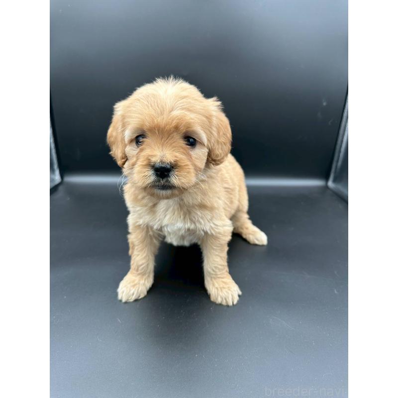 販売中の群馬県のゴールデンドゥードル:ゴールデンレトリーバー×プードル-453354の3枚目