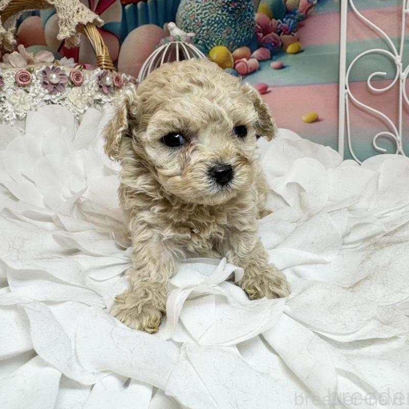 販売中の広島県のティーカッププードル-451459