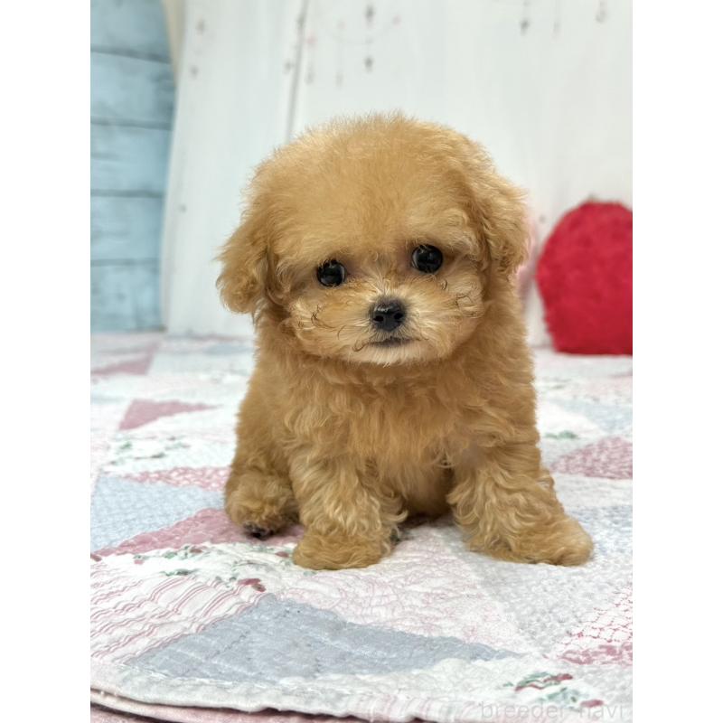 販売中の大阪府のティーカッププードル-453355の6枚目