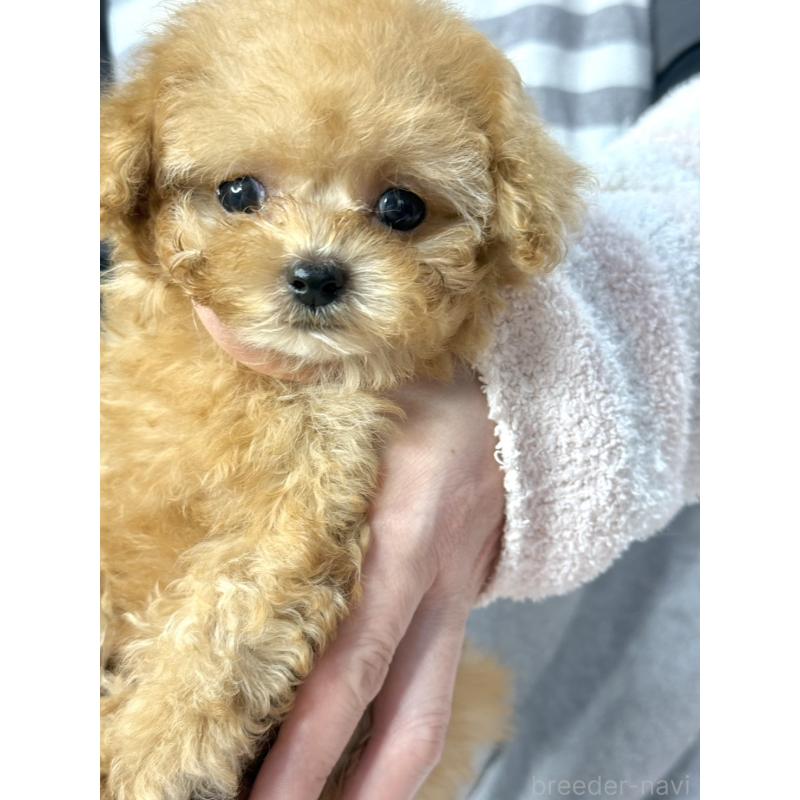 販売中の大阪府のティーカッププードル-453355の5枚目