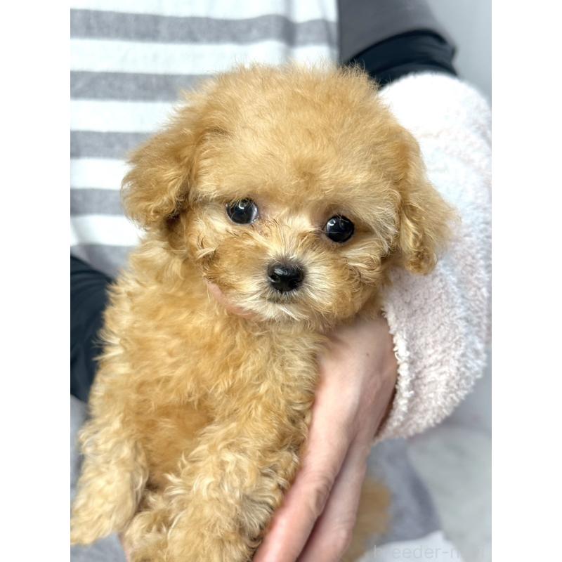 販売中の大阪府のティーカッププードル-453355の4枚目