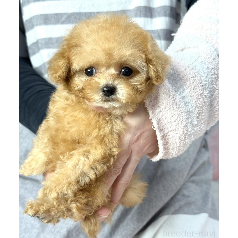 販売中の大阪府のティーカッププードル-453355の3枚目