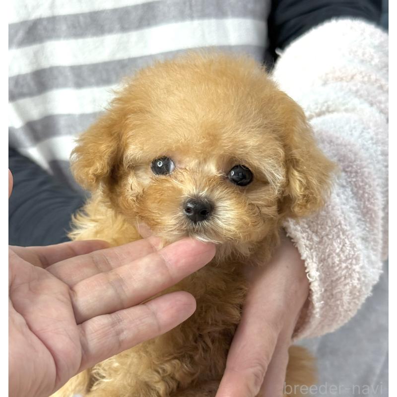 販売中の大阪府のティーカッププードル-453355の2枚目