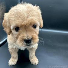 ♀︎ゴールデンドゥードル:ゴールデンレトリーバー×プードル